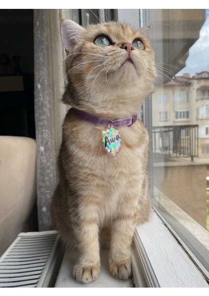 Kalkan Şeklinde Zilli Isimli Kedi Küçük Irk Köpek Tasması modelleri