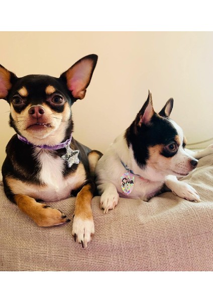 Kalkan Şeklinde Zilli Isimli Kedi Küçük Irk Köpek Tasması indirimleri