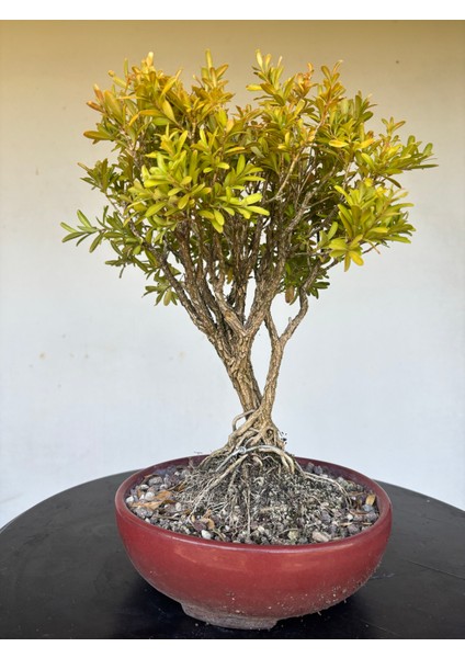 Buxus Harlandii Bonsai Ağacı