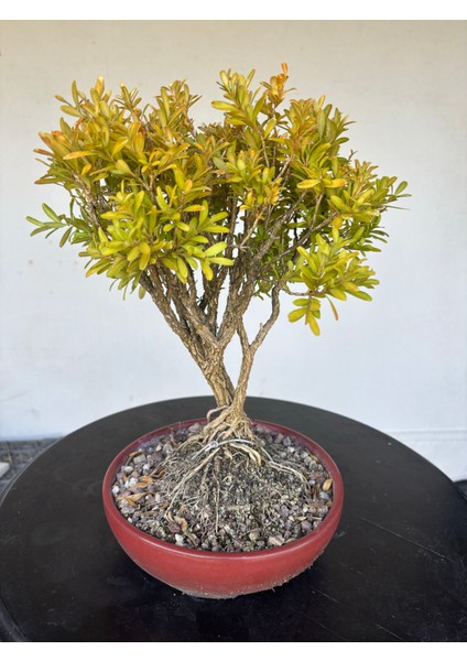 Buxus Harlandii Bonsai Ağacı fiyatları