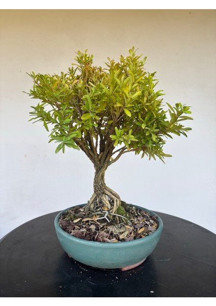 Buxus Harlandii Bonsai Ağacı
