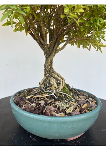 Buxus Harlandii Bonsai Ağacı fiyatları