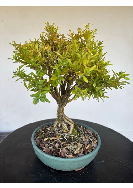 Buxus Harlandii Bonsai Ağacı modelleri