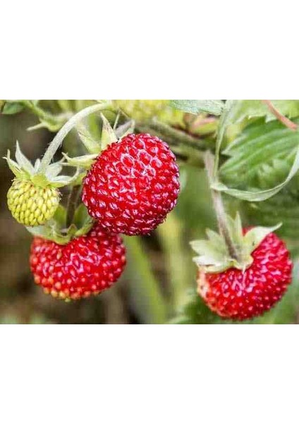 Tüplü 2 Yaşında Çilek Ahududu Fidanı - Bahçeniz İçin Tatlı ve Aromatik Meyveler