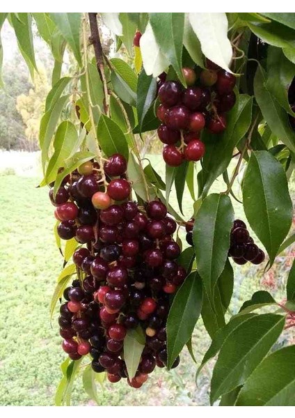 Karayemiş Fidanı (Prunus Laurocerasus) - 2 Yaşında Tüplü, Sağlam ve Şifalı