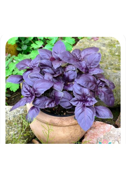 50 Adet Reyhan Çiçek Tohumu Geniş Yaprak Mis Kokulu Mor Reyhan Tohumu