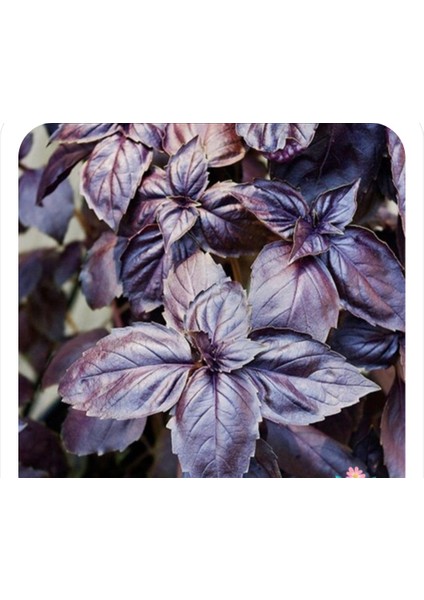 50 Adet Reyhan Çiçek Tohumu Geniş Yaprak Mis Kokulu Mor Reyhan Tohumu fiyatları