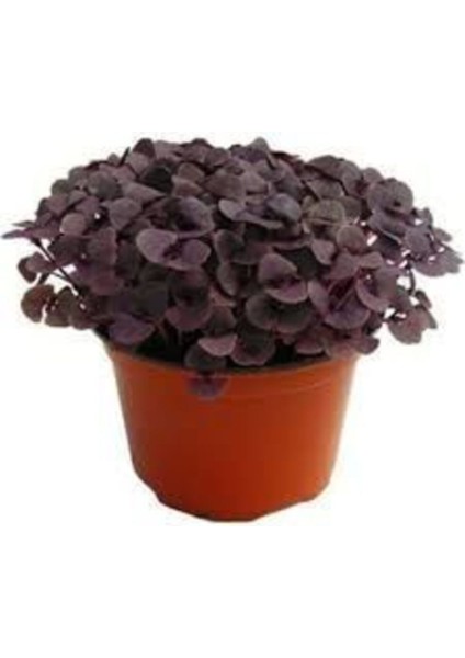 50 Adet Reyhan Çiçek Tohumu Geniş Yaprak Mis Kokulu Mor Reyhan Tohumu modelleri