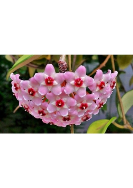 Saksılı Mum Çiçegi Hoya Cornosa