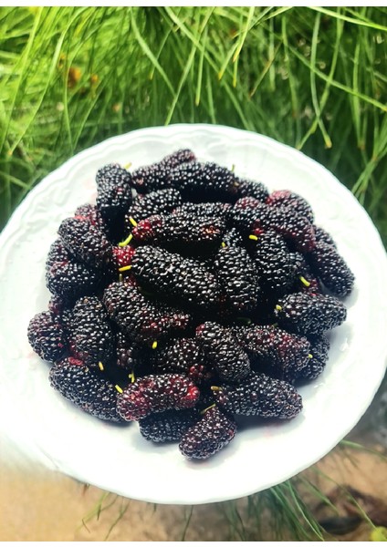 %100 Doğal Hatay Usulü Dut Şurubu 1 kg fırsatları