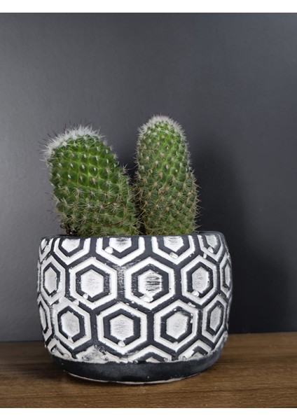 Kaktüs Saksı fiyatları