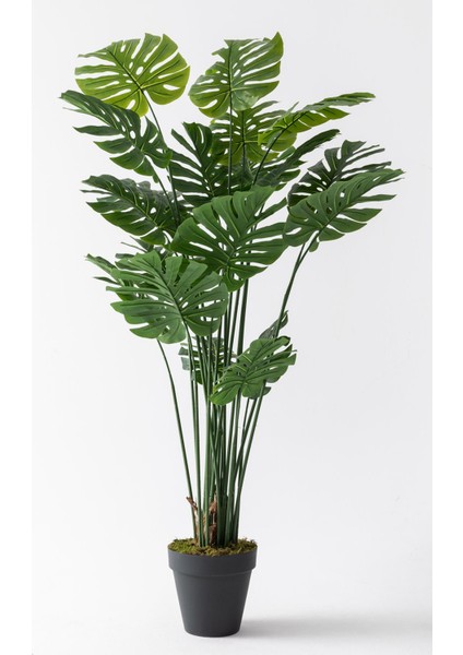 Yapay Devetabanı(Monstera) Ağacı 200 cm