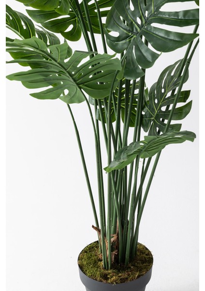 Yapay Devetabanı(Monstera) Ağacı 200 cm