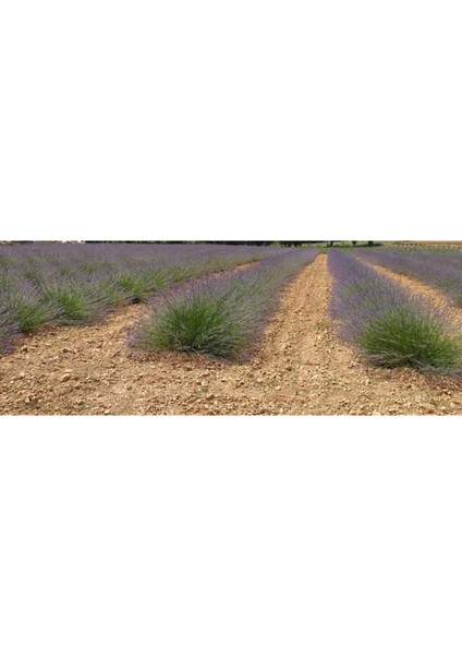 Lavanta Fidesi Fidanı Açık Kök fiyatları