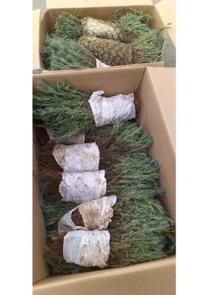 Lavanta Fidesi Fidanı Açık Kök fırsatları