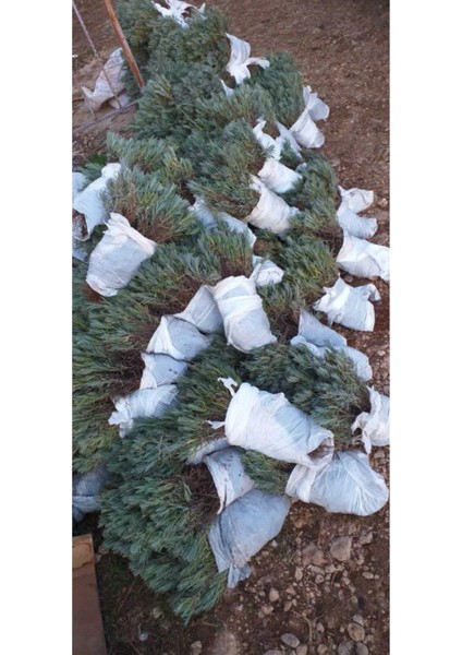 Lavanta Fidesi Fidanı Açık Kök indirimleri