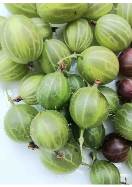 Bektaşi Üzümü Fidanı Seti - 3 Adet Bahçeniz İçin Lezzetli ve Sağlıklı