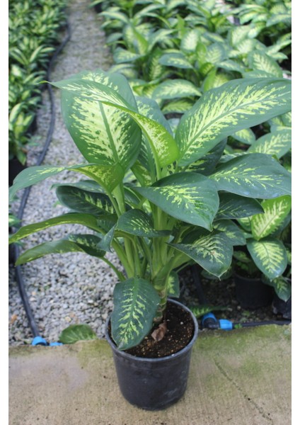 Dieffenbachia Tropik Snow - Difenbahya Canlı Salon Bitkisi 90 -120 cm Dolgun Form