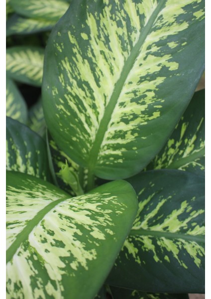 Dieffenbachia Tropik Snow - Difenbahya Canlı Salon Bitkisi 90 -120 cm Dolgun Form