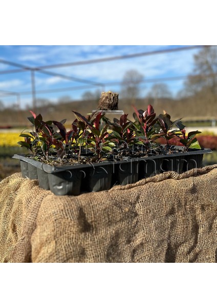 Bahçem Tamam - 24 Adet Alev Çalısı (Photinia x Fraseria Red Robin)