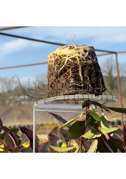 Bahçem Tamam - 24 Adet Alev Çalısı (Photinia x Fraseria Red Robin)