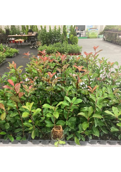 Bahçem Tamam - 24 Adet Alev Çalısı (Photinia x Fraseria Red Robin)