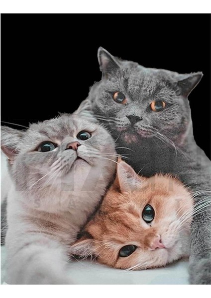 3 Kedi, 40 x 50 cm Elmas Mozaik Tablo