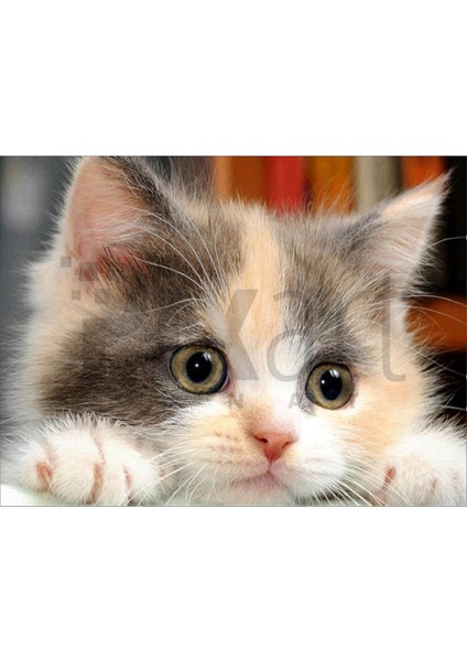 Sevimli Kedi 40 x 30 cm Elmas Mozaik Tablo