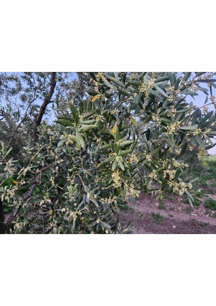 Ddi Bakan Erken Hasat Soğuk Sıkım 5lt Zeytinyağı