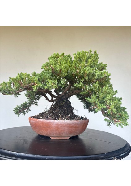 Yalova Bonsai Art Nana Ardıç Bonsai Ağacı