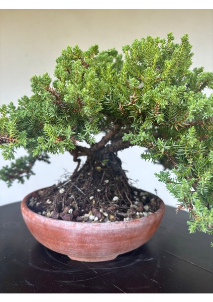 Yalova Bonsai Art Nana Ardıç Bonsai Ağacı