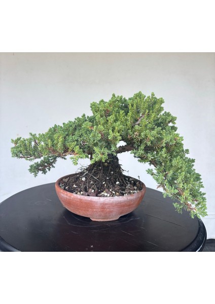 Yalova Bonsai Art Nana Ardıç Bonsai Ağacı