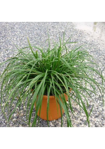 Carex Oshimiensis Evergold - Kareks (7 Litre)