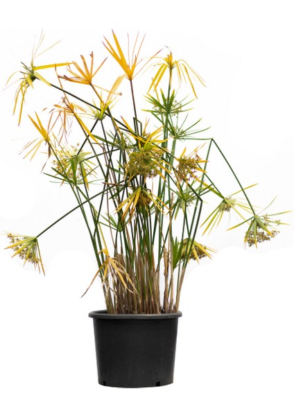 Işık Peyzaj Cyperus Alternifolius - Japon Şemsiyesi (40-60 Cm)