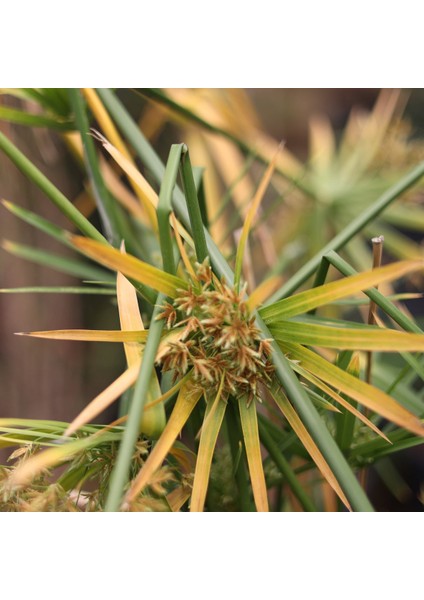 Işık Peyzaj Cyperus Alternifolius - Japon Şemsiyesi (40-60 Cm)