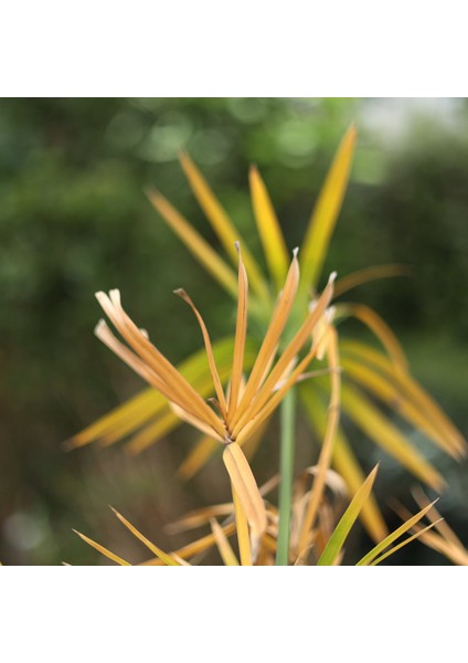 Işık Peyzaj Cyperus Alternifolius - Japon Şemsiyesi (40-60 Cm)