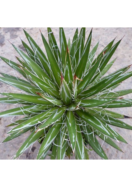 Agave Schidigera Whitestripe (18 Lt)