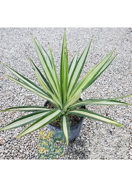 Agave Schidigera Whitestripe (18 Lt)