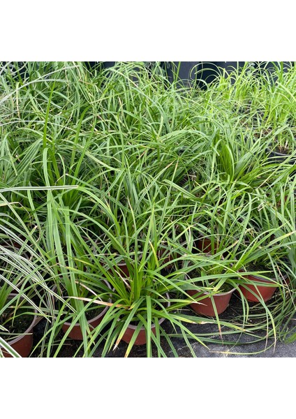 Işık Peyzaj Carex Grayii - Yeşil Kareks (1,5 Litre)