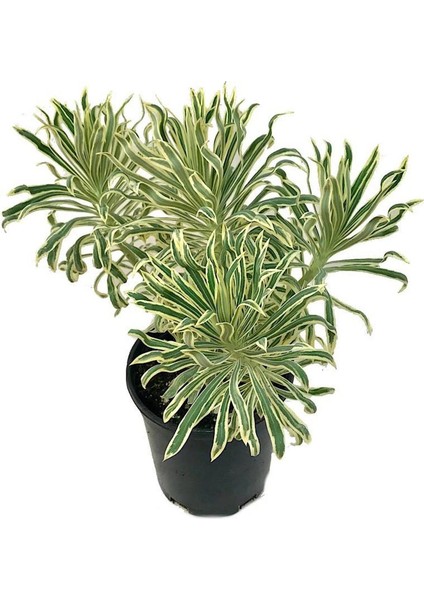 Euphorbia Tasmanian Tiger (3 Lt)