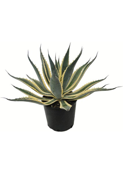 Işık Peyzaj Agave Americana Variegata (25 Lt)