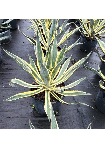 Işık Peyzaj Agave Americana Variegata (25 Lt)