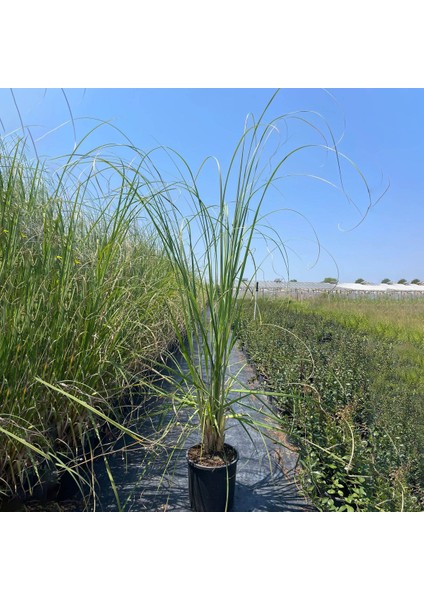 Işık Peyzaj Cortederia Sellowiana - Pampas Sazı (7 Lt)