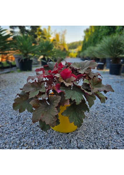 Heuchera Bloody Dinosaur (5 Lt)