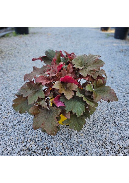 Heuchera Bloody Dinosaur (5 Lt)