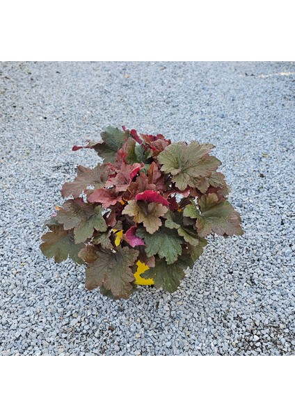 Heuchera Bloody Dinosaur (5 Lt)