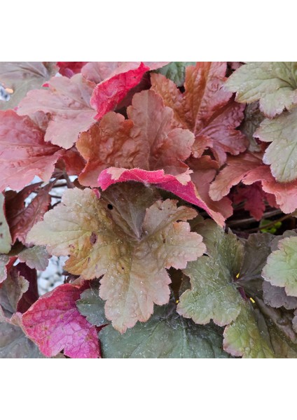 Heuchera Bloody Dinosaur (5 Lt)