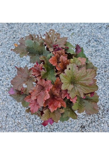 Heuchera Bloody Dinosaur (5 Lt)