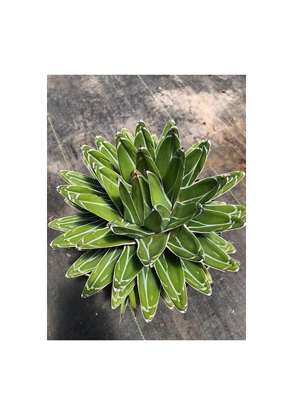 Işık Peyzaj Agave Victoria Regineae (18 Lt)