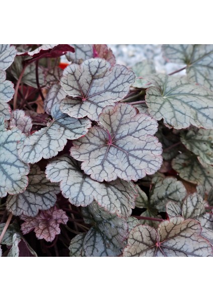 Işık Peyzaj Heuchera Silver Scrolls (5 Lt)